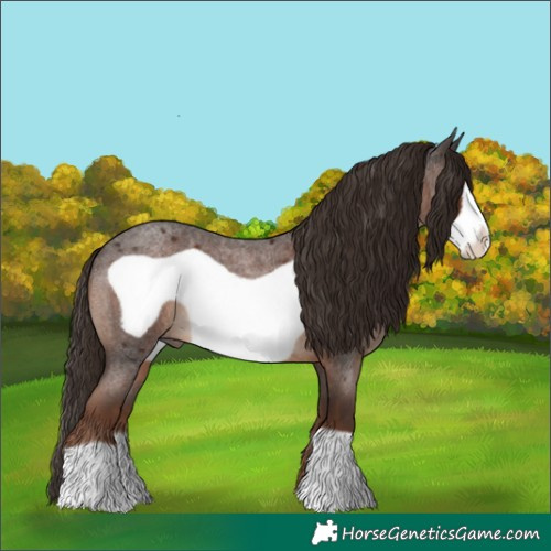 Horse Color:Liver Red Roan Frame