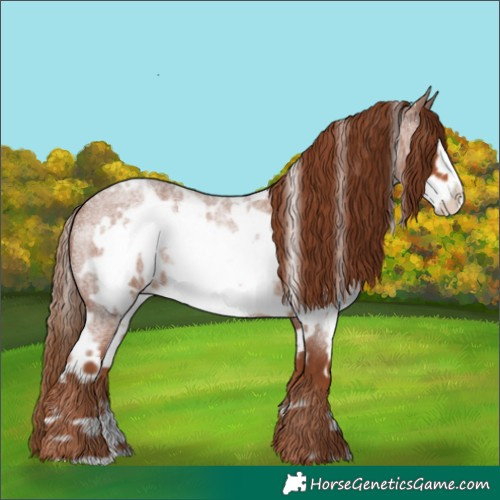 Horse Color:White Spotted Red Roan Frame 