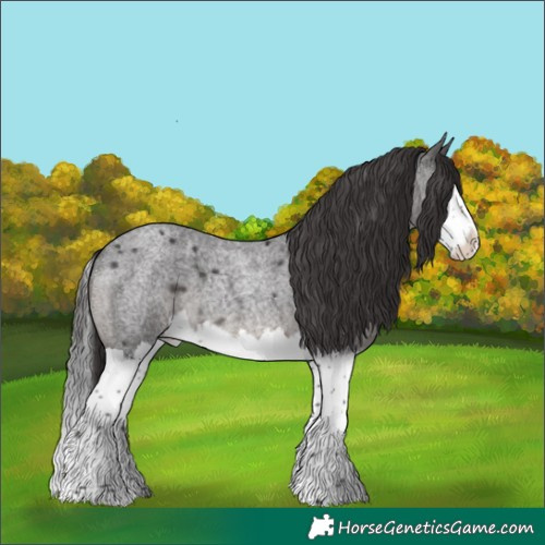 Horse Color:Smoky Blue Roan Splash