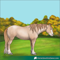 Horse Color:Gold Champagne Pearl Rabicano and Gold Champagne Pearl Splash Rabicano