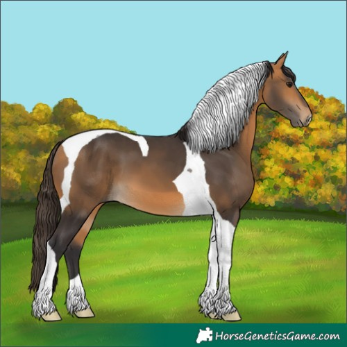 Horse Color:Buckskin Tobiano