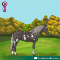 Horse Color:White Spotted Silver Black Tobiano 