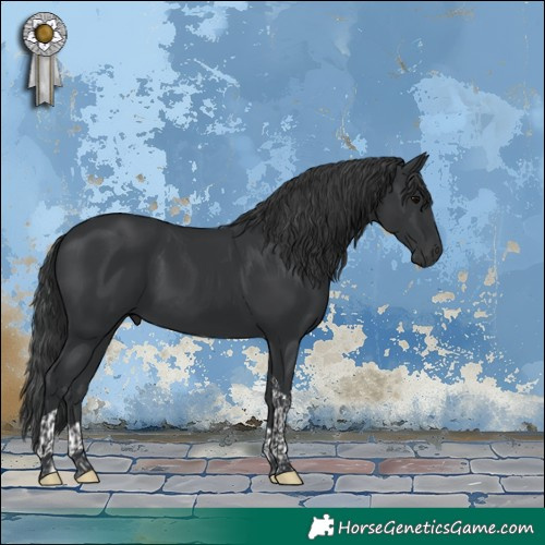 Horse Color:Black Tobiano 
