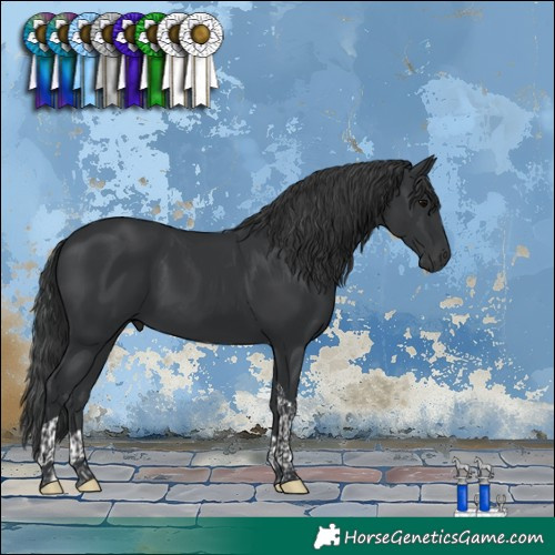 Horse Color:Black Tobiano 