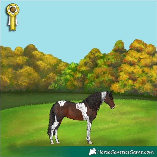 Horse Color:Liver Chestnut Tobiano 