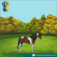Horse Color:Liver Chestnut Tobiano
