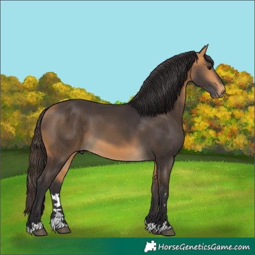 Horse Color:Buckskin 