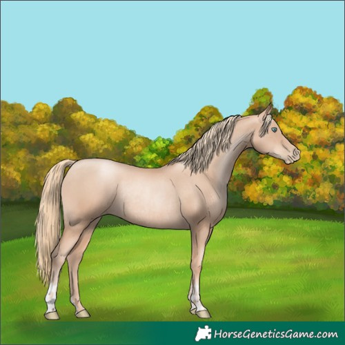 Horse Color:Gold Champagne Pearl Rabicano and Gold Champagne Pearl Rabicano