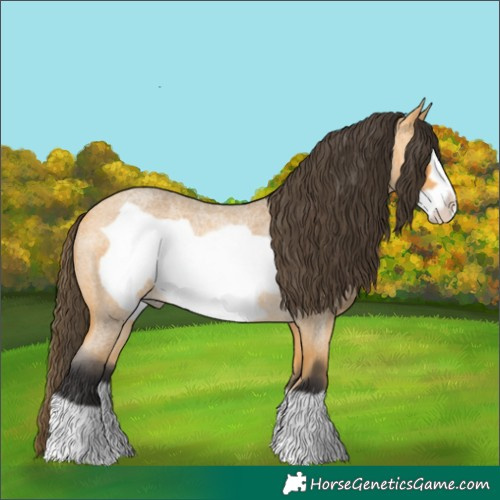 Horse Color:Buckskin Roan Frame Rabicano