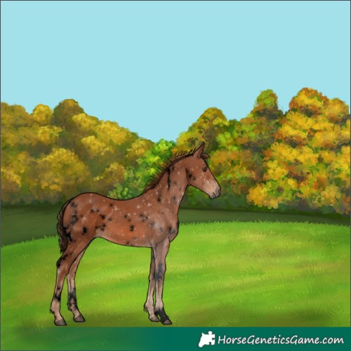 Horse Color:Void White Spotted Chestnut 