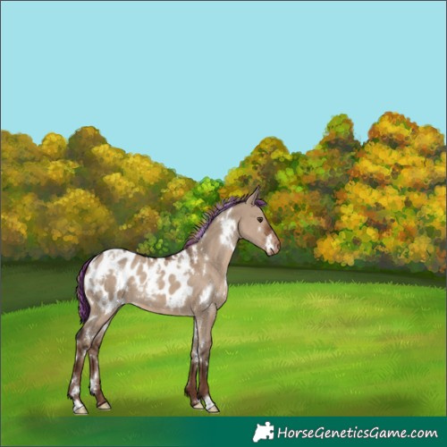 Horse Color:Painted White Spotted Liver Red Dun Appaloosa