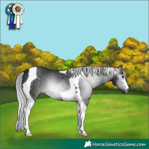 Horse Color:Gray Platinum Silver Brown Tobiano 