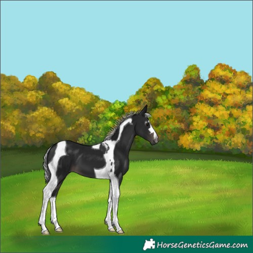 Horse Color:Gray Platinum Silver Brown Tobiano 