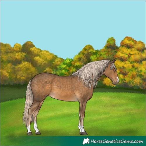 Horse Color:Chocolate Palomino 