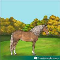 Horse Color:Chocolate Palomino