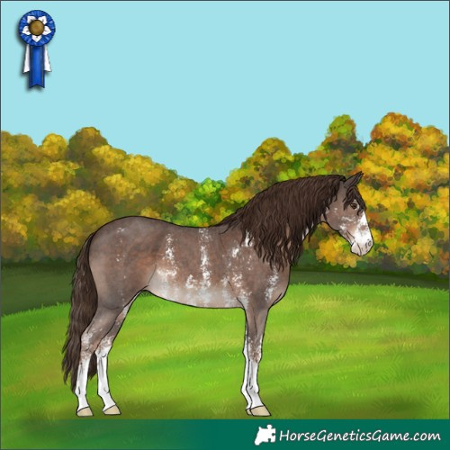 Horse Color:Liver Chestnut Sabino 