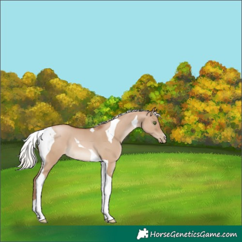 Horse Color:Silver Grullo Pearl Tobiano 