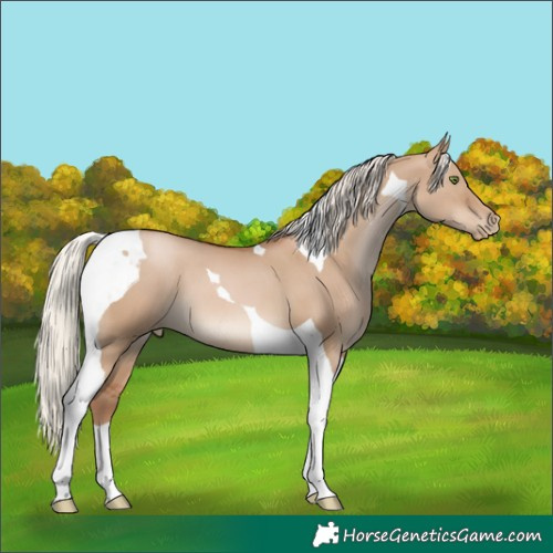 Horse Color:Silver Grullo Pearl Tobiano 