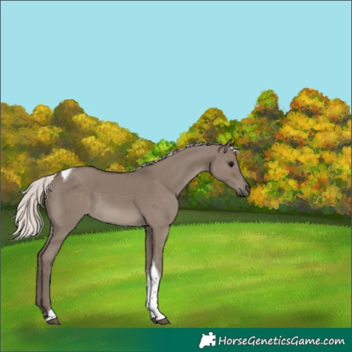 Horse Color:Silver Grullo Tobiano 