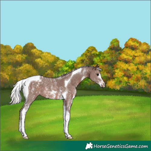 Horse Color:Silver Black Sabino Tobiano Appaloosa 