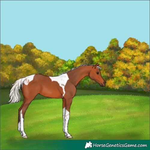 Horse Color:Silver Bay Tobiano 