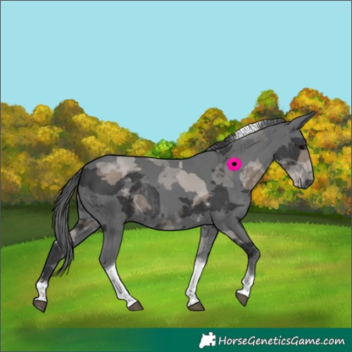 Horse Color:Black Merle Tobiano Rabicano