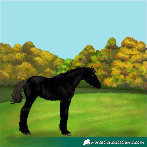 Horse Color:Void White Spotted Liver Chestnut Tobiano Appaloosa 