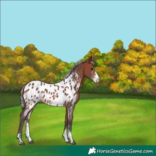 Horse Color:Silver Brown Sabino Near Leopard 