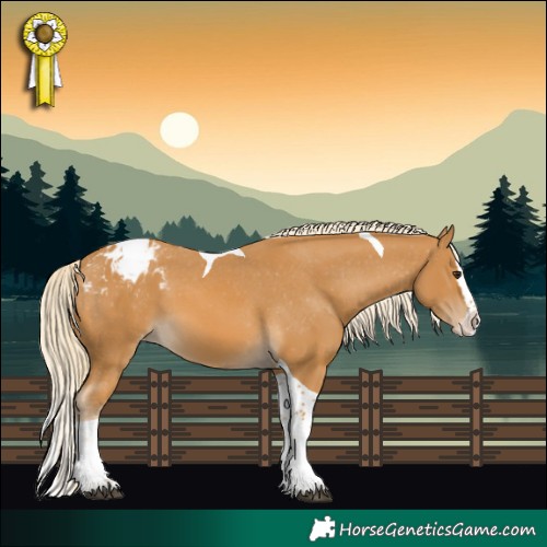 Horse Color:Palomino Splash Tobiano Appaloosa 