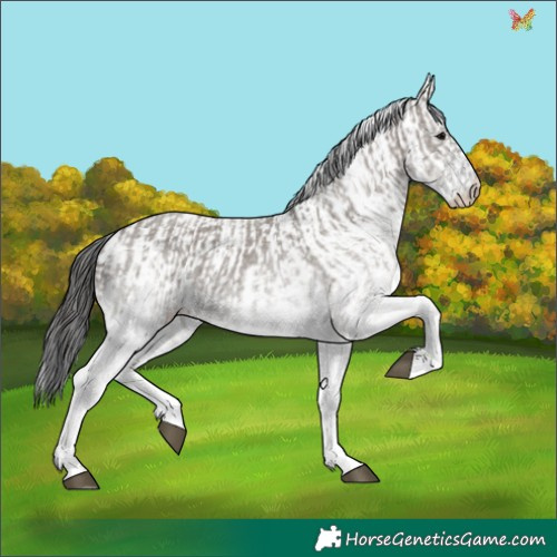 Horse Color:White Spotted Grullo  and White Spotted Smoky Grullo 