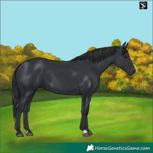 Horse Color:Black 