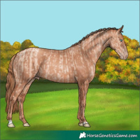 Horse Color:Gold Champagne Pearl Rabicano and Gold Champagne Rabicano