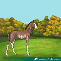 Horse Color:Chestnut Sabino Splash Rabicano