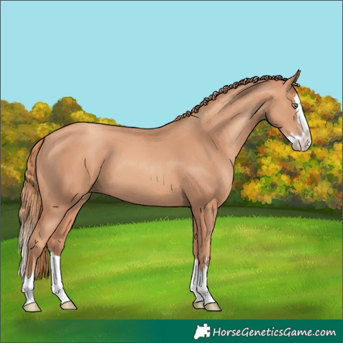 Horse Color:Gold Champagne Splash 