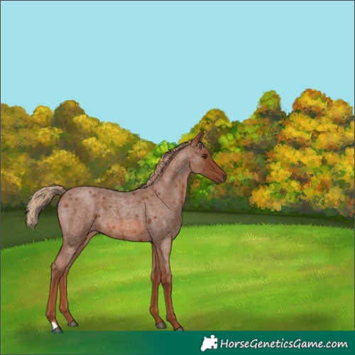 Horse Color:Red Roan 