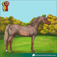 Horse Color:Red Roan 