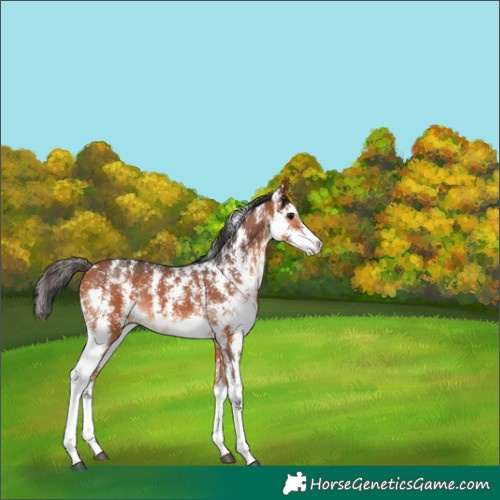 Horse Color:Bay Sabino 