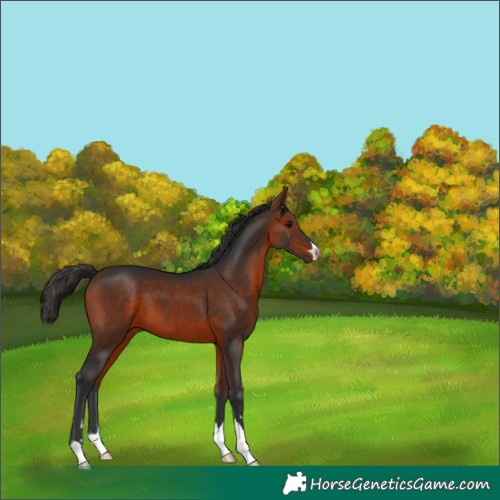 Horse Color:Brown 