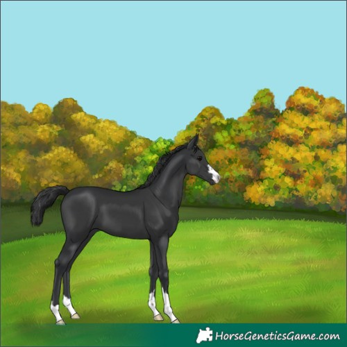 Horse Color:Black 