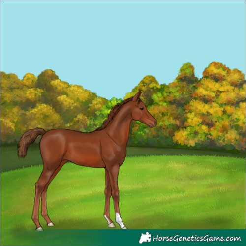 Horse Color:Chestnut 