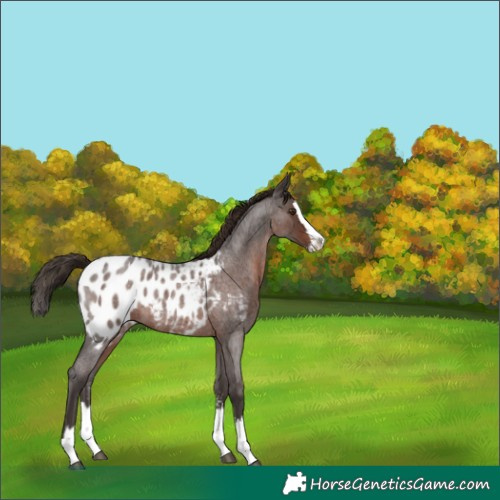 Horse Color:Liver Red Roan Sabino Splash Appaloosa 