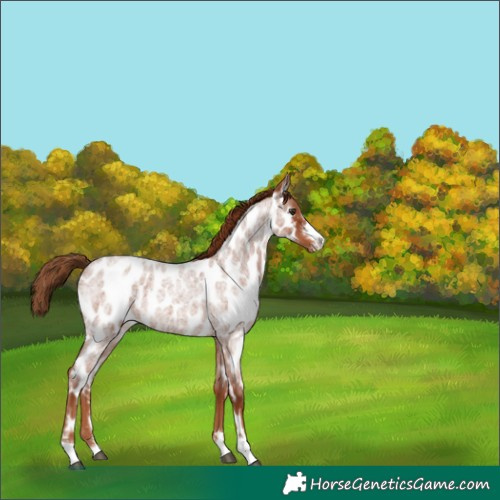 Horse Color:Red Roan Near Leopard 