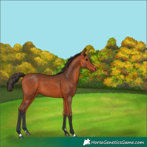 Horse Color:Bay 