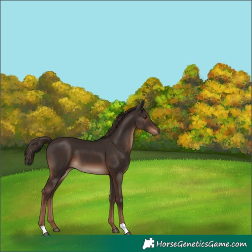 Horse Color:Liver Chestnut 