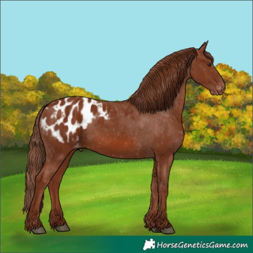 Horse Color:Chestnut Appaloosa 