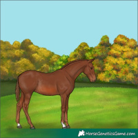 Horse Color:Chestnut Rabicano 