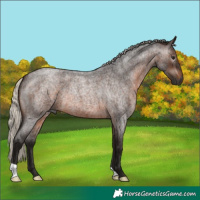 Horse Color:Gray Silver Brown Roan 