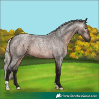 Horse Color:Gray Silver Brown Roan 