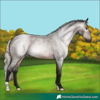 Horse Color:Gray Silver Brown Roan