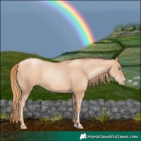 Horse Color:Gold Champagne Pearl Rabicano  and Gold Champagne Pearl Rabicano 